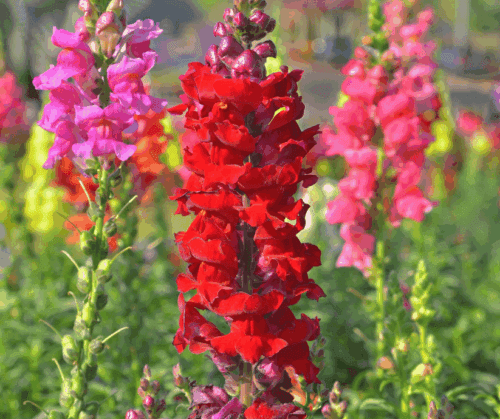 planting-fall-snapdragons Planting fall snapdragons provides late nectar sources for pollinators.
