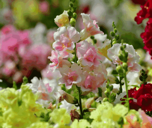 snapdragons Snapdragons