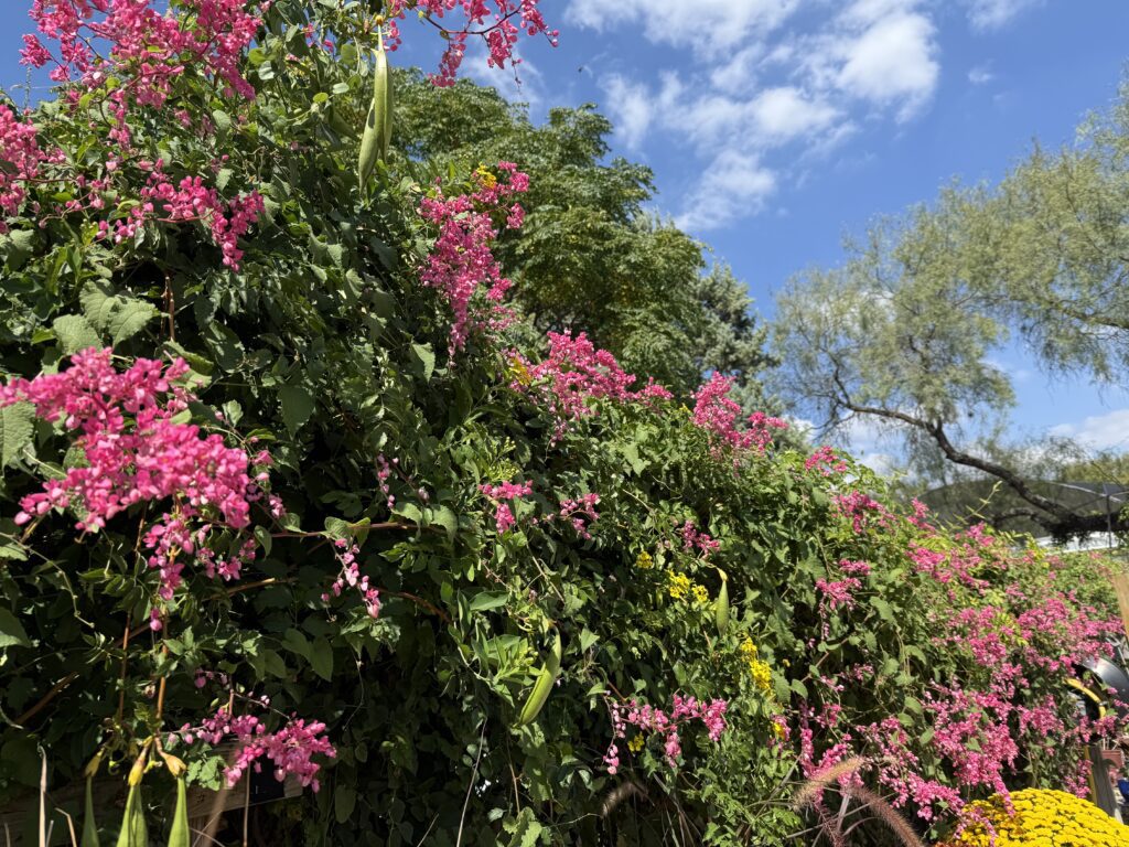 Coral vine at Thousand Oaks Rainbow Gardens.