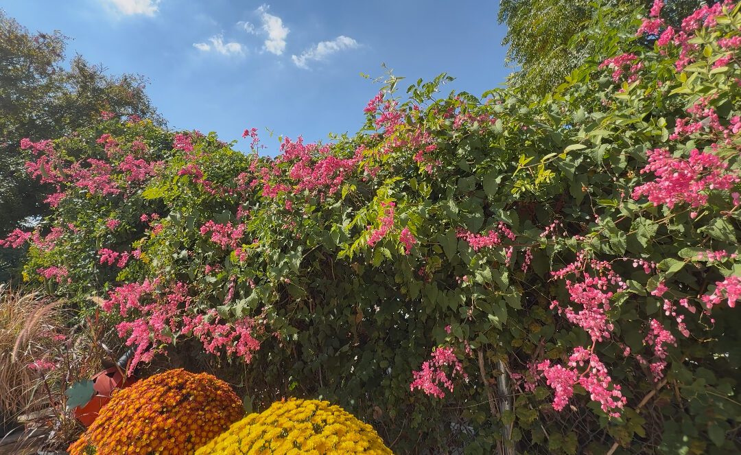 Discover the Beauty of Coral Vine in San Antonio