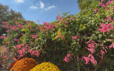 Discover the Beauty of Coral Vine in San Antonio
