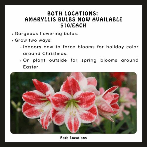 Pro Mix Potting Soil