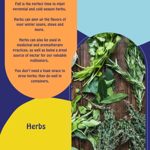 Vegetables (7)