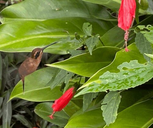 Hummingbird getting nectar from Giant Mexican Turk's Cap.