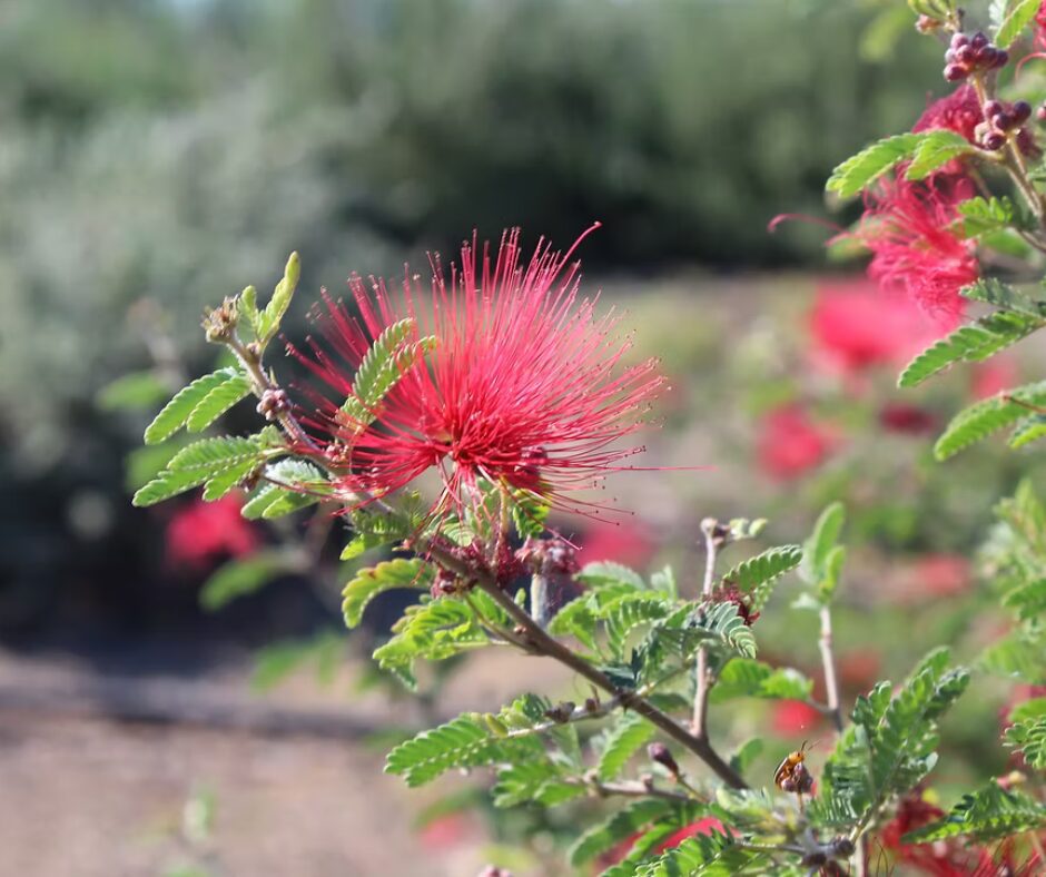 Mexicali Rose Fairy Duster gets covered in tons of flowers.