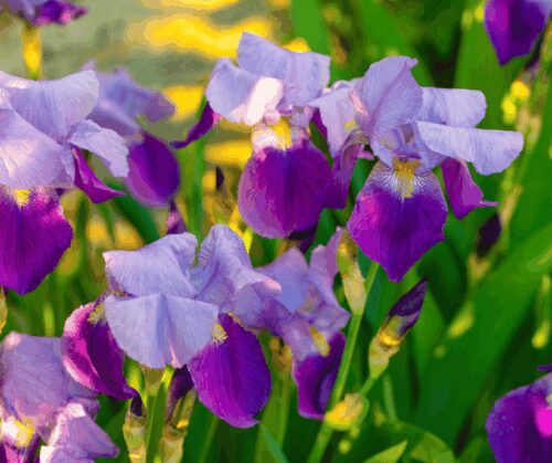 Dividing perennials, like irises, in fall is best for San Antonio