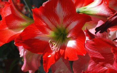 Growing Amaryllis in Texas Two Ways: Holiday Color/Spring Blooms