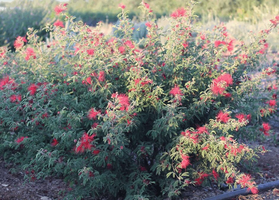 Mexicali Rose Fairy Duster is a great pollinator plant for San Antonio, Texas.