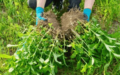 Dividing Perennials in Fall in San Antonio for Healthier Plants