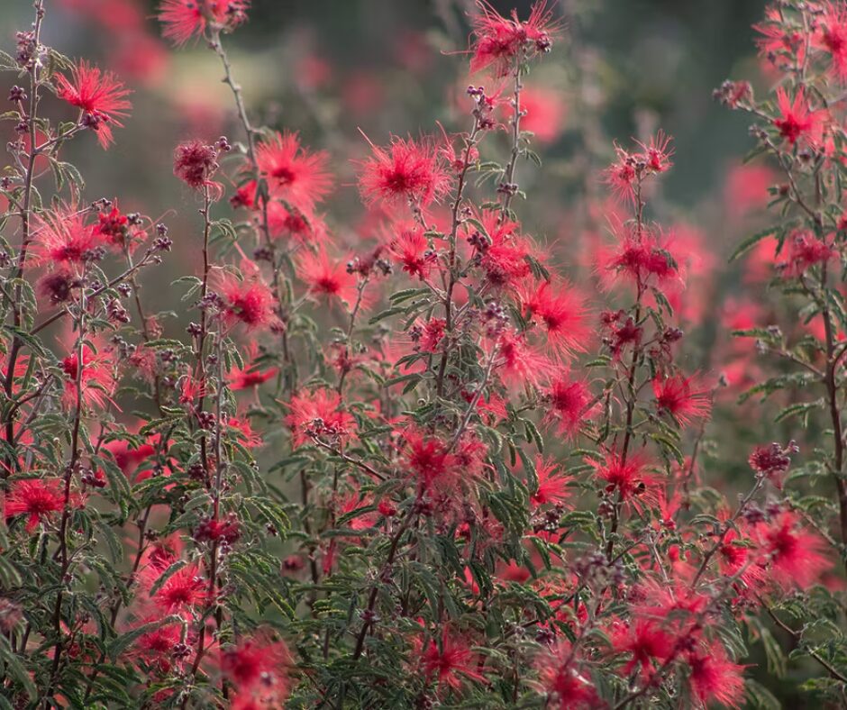 Mexicali Rose Fairy Duster in bloom. 