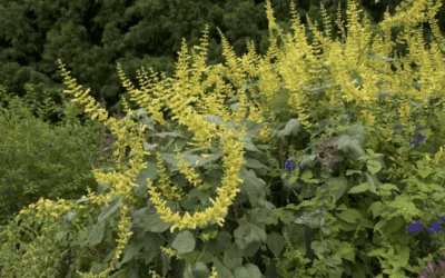 Forsythia Sage: Yellow Salvia Brings a Pop of Sunshine to Gardens