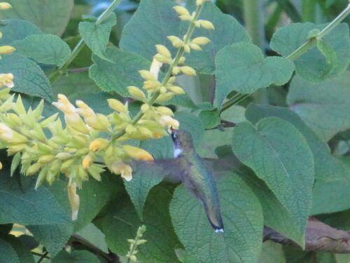 Picture of hummingbird getting nectar from forsythia sage.