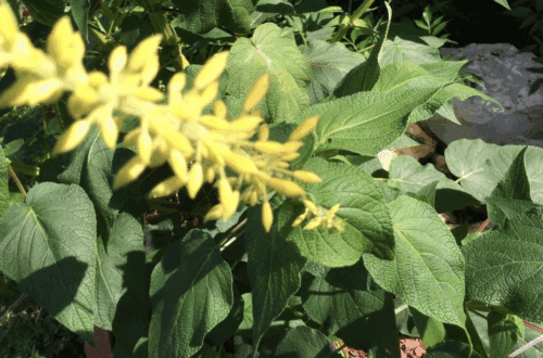Close up of forsythia sage. 