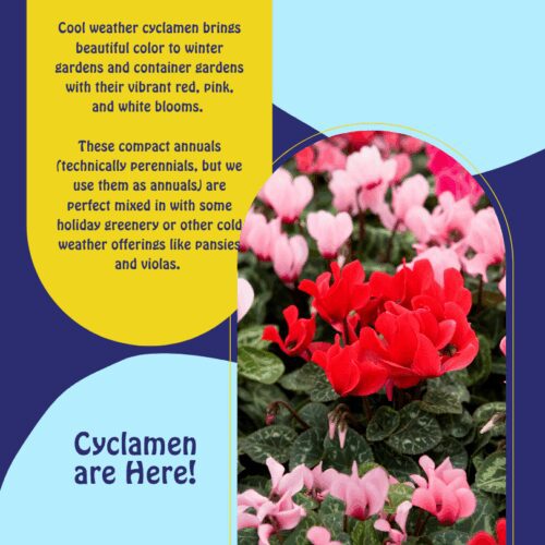 Lavender is a great San Antonio herb.