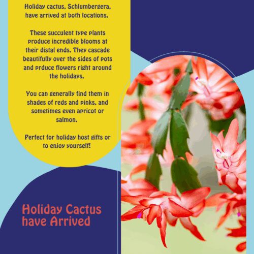 Lavender is a great San Antonio herb.