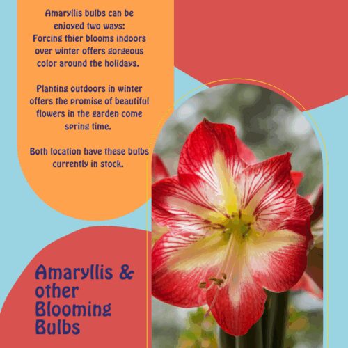 Citrus trees with a lot of lemons.