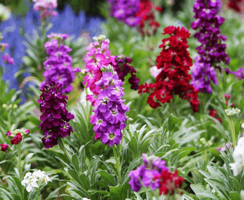 Stock Flowers in San Antonio: A Fragrant Winter–Spring Favorite