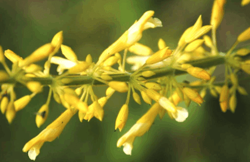 Close up of forsythia sage, yellow salvia.